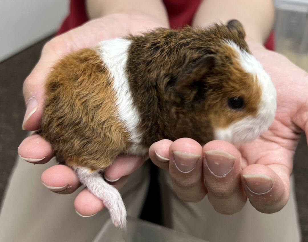 モルモット 巻毛 レックスモルモット | ピュアアニマル