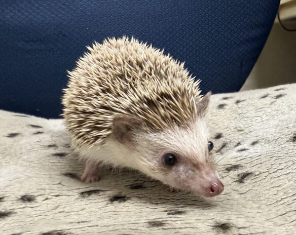 ハリネズミ（カナダ産：チョコレート♀）超懐っこいです♪のメイン画像