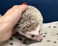 ハリネズミ（カナダ産：チョコレート♀）超懐っこいです♪の画像3