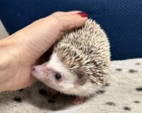 ハリネズミ（カナダ産：チョコレート♀）超懐っこいです♪の画像4