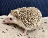 ハリネズミ（カナダ産：チョコレート♀）超懐っこいです♪の画像9