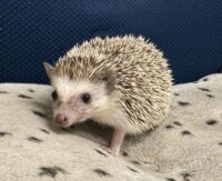 ハリネズミ（カナダ産：チョコレート♀）超懐っこいです♪の画像2