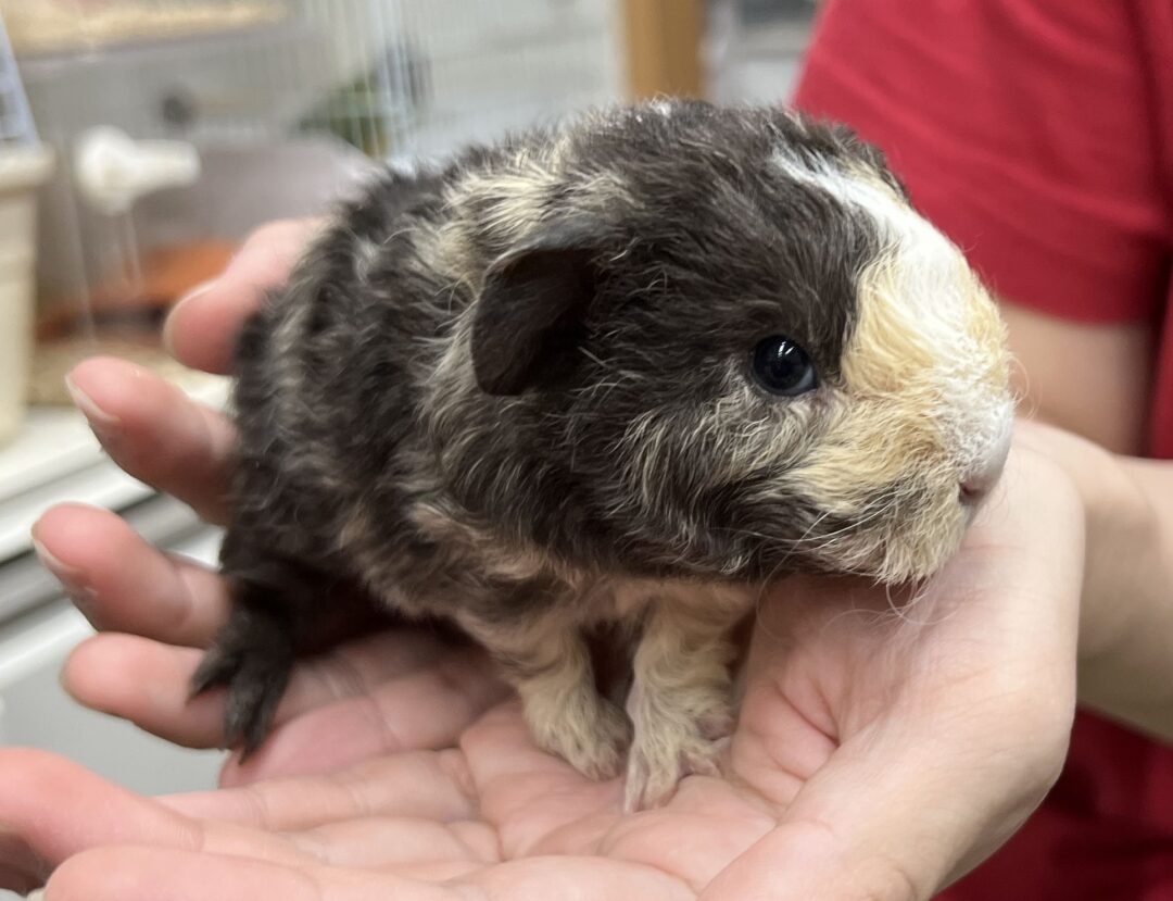 モルモット 巻毛 レックスモルモット | ピュアアニマル