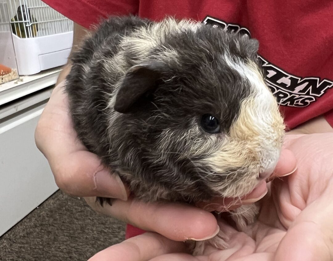 モルモット 巻毛 レックスモルモット | ピュアアニマル