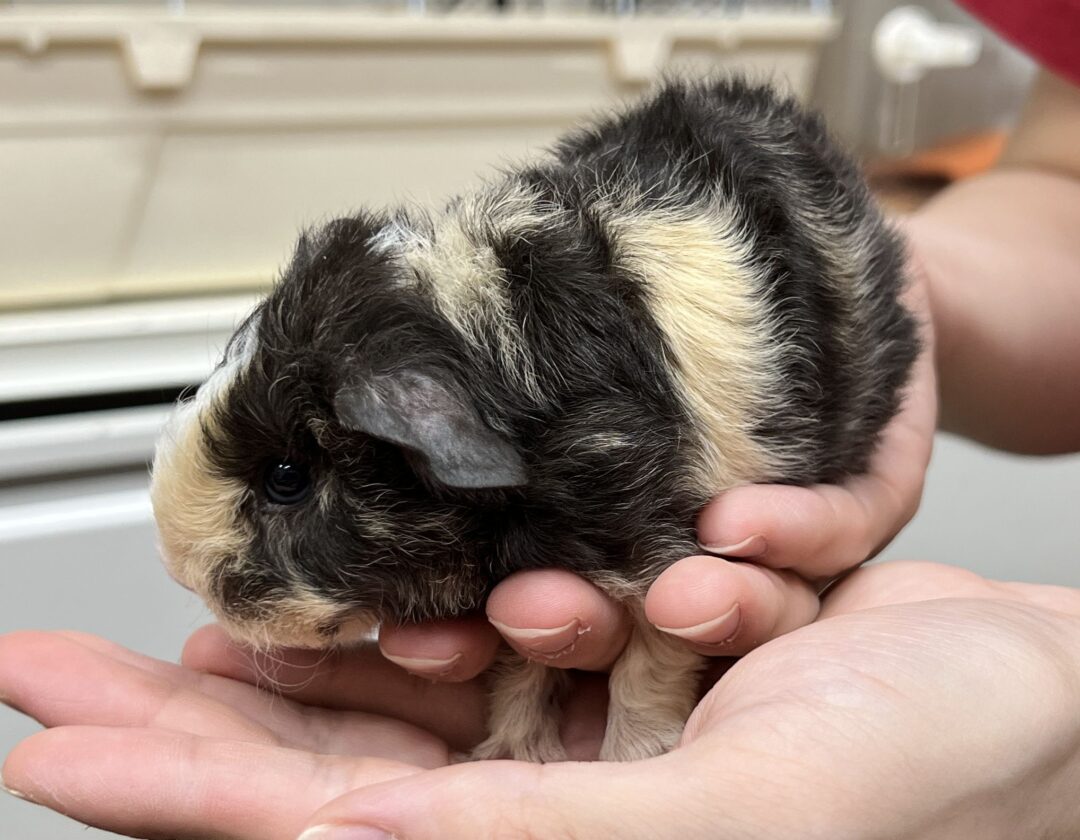 モルモット 巻毛 レックスモルモット | ピュアアニマル