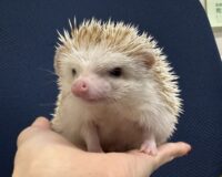 ハリネズミ（カナダ産：シナモン♂ ）超懐っこいです♪の画像2