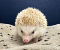 ハリネズミ（カナダ産：シナモン♂ ）超懐っこいです♪の画像10