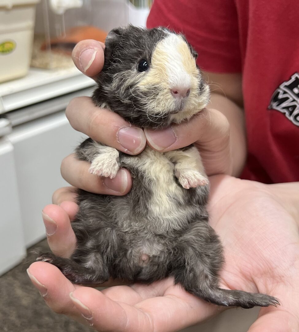 モルモット 巻毛 レックスモルモット | ピュアアニマル