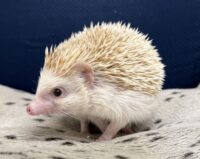 ハリネズミ（カナダ産：シナモン♂ ）超懐っこいです♪の画像3