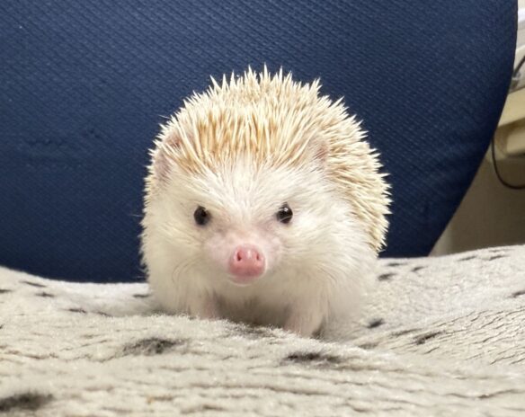 ハリネズミ（カナダ産：シナモン♂ ）超懐っこいです♪のメイン画像