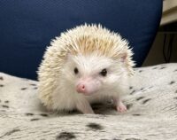 ハリネズミ（カナダ産：シナモン♂ ）超懐っこいです♪の画像1