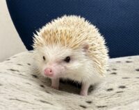 ハリネズミ（カナダ産：シナモン♂ ）超懐っこいです♪の画像4