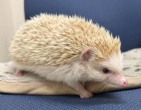 ハリネズミ（カナダ産：シナモン♂ ）超懐っこいです♪の画像5