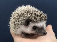 ハリネズミ(国産ベビー:パイド♂)の画像2