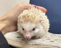 ハリネズミ（カナダ産：シナモン♂ ）超懐っこいです♪の画像7