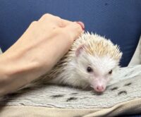 ハリネズミ（カナダ産：シナモン♂ ）超懐っこいです♪の画像8