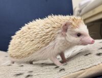 ハリネズミ（カナダ産：シナモン♂ ）超懐っこいです♪の画像9