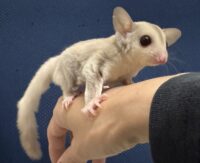 フクロモモンガの画像5