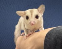 フクロモモンガの画像9