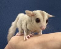 フクロモモンガの画像6