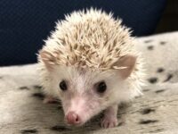 ハリネズミ(国産ベビー:シナモン♀)の画像1