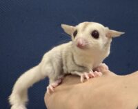 フクロモモンガの画像7