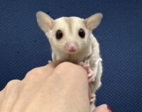 フクロモモンガの画像1