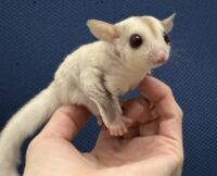 フクロモモンガの画像4