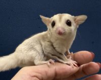 フクロモモンガの画像10