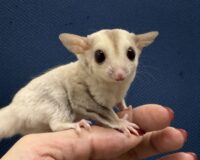 フクロモモンガの画像2