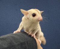 フクロモモンガの画像11