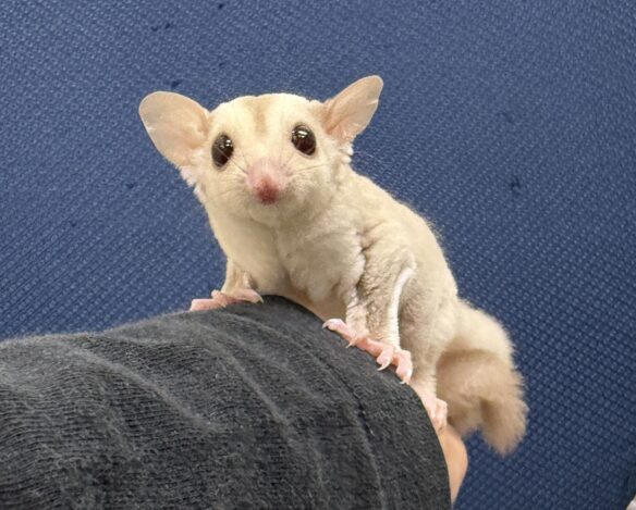 フクロモモンガのメイン画像