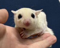 フクロモモンガ ベビー ピュアホワイト（タイCB♀）販売｜東京都大田区のエキゾチックアニマル専門店ピュア☆アニマルの画像1