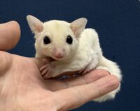 フクロモモンガ ベビー ピュアホワイト（タイCB♀）販売｜東京都大田区のエキゾチックアニマル専門店ピュア☆アニマルの画像3