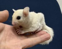 フクロモモンガ ベビー ピュアホワイト（タイCB♀）販売｜東京都大田区のエキゾチックアニマル専門店ピュア☆アニマルの画像10