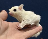 フクロモモンガ ベビー ピュアホワイト（タイCB♀）販売｜東京都大田区のエキゾチックアニマル専門店ピュア☆アニマルの画像4