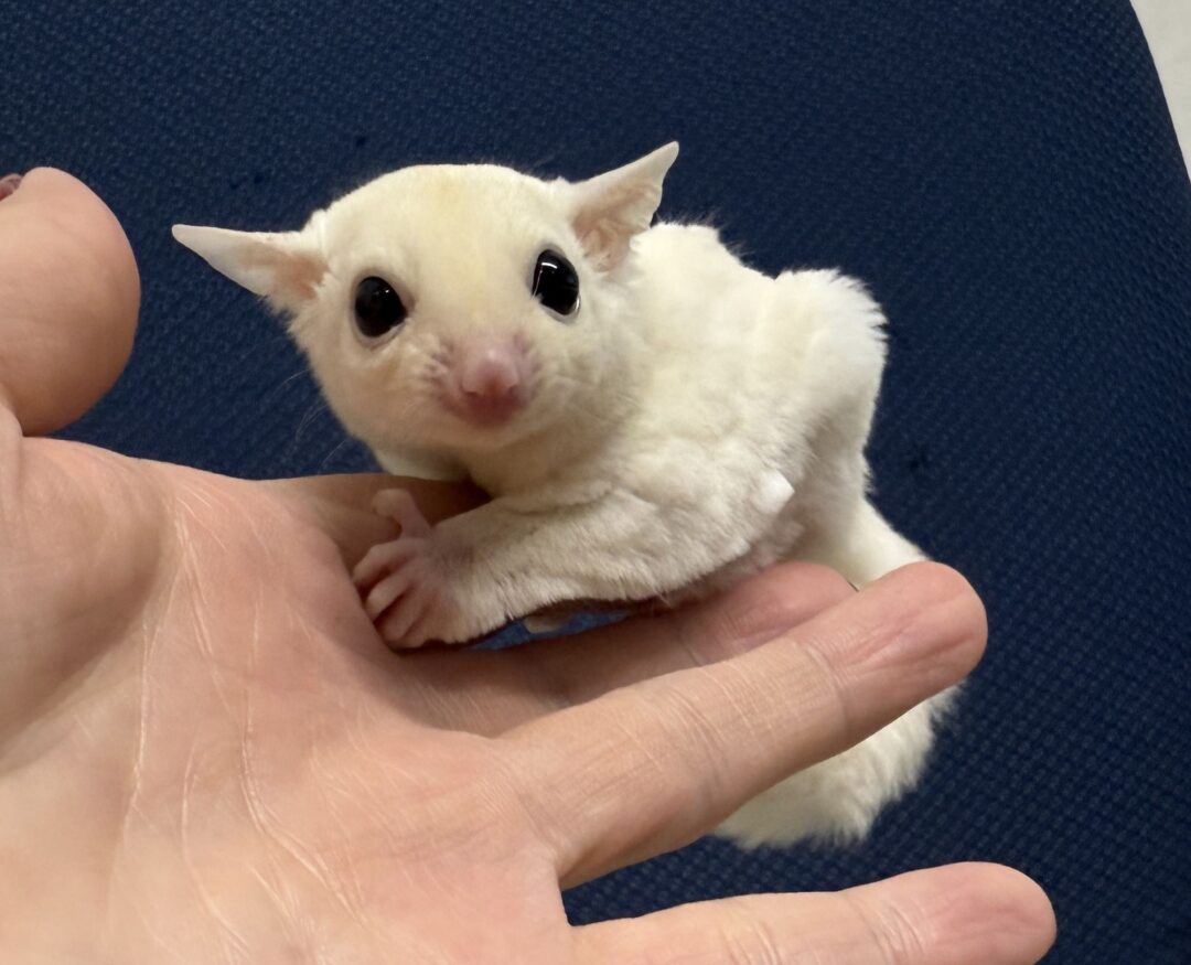 フクロモモンガ ベビー ピュアホワイト（タイCB♀）販売｜東京都大田区のエキゾチックアニマル専門店ピュア☆アニマルのメイン画像