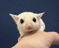 フクロモモンガ ベビー ピュアホワイト（タイCB♀）販売｜東京都大田区のエキゾチックアニマル専門店ピュア☆アニマルの画像7