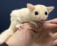 フクロモモンガ ベビー ピュアホワイト（タイCB♀）販売｜東京都大田区のエキゾチックアニマル専門店ピュア☆アニマルの画像2