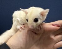 フクロモモンガ ベビー ピュアホワイト（タイCB♀）販売｜東京都大田区のエキゾチックアニマル専門店ピュア☆アニマルの画像8