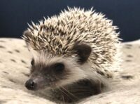 ハリネズミ(国産ベビー:ソルト&ペッパー♂)の画像1