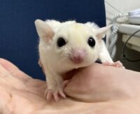 フクロモモンガ ベビー ピュアホワイト（タイCB♀）販売｜東京都大田区のエキゾチックアニマル専門店ピュア☆アニマルの画像9