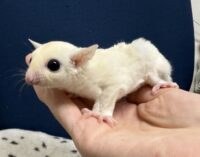 フクロモモンガ ベビー ピュアホワイト（タイCB♀）販売｜東京都大田区のエキゾチックアニマル専門店ピュア☆アニマルの画像11