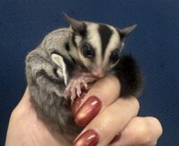 フクロモモンガの画像9