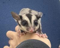 フクロモモンガの画像7