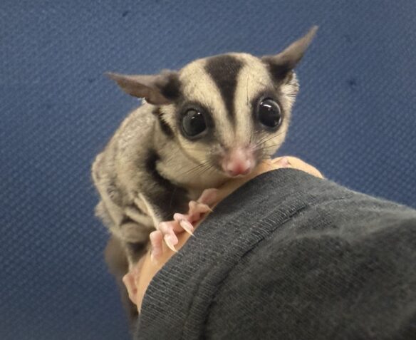 フクロモモンガのメイン画像