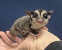 フクロモモンガの画像1