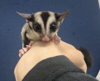 フクロモモンガの画像5