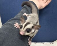 フクロモモンガの画像8