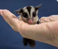 フクロモモンガの画像2